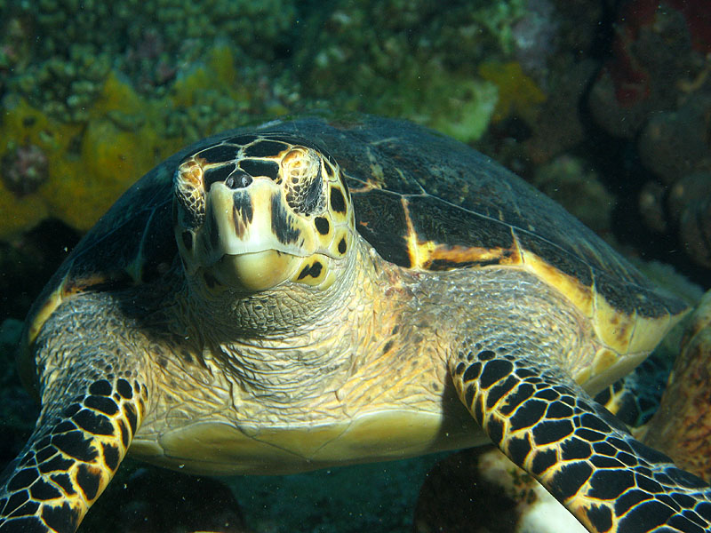 Réserve Cousteau