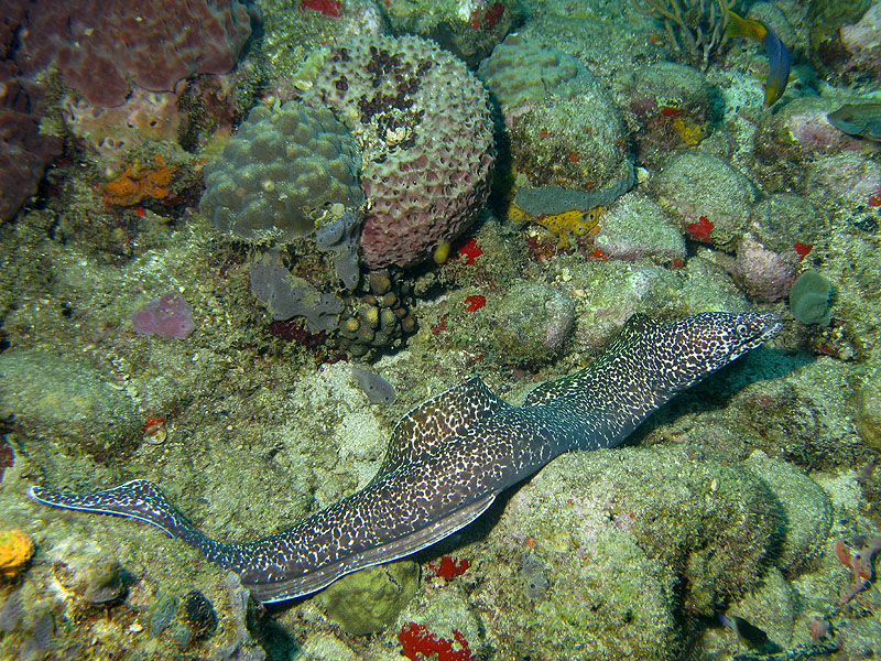 Réserve Cousteau