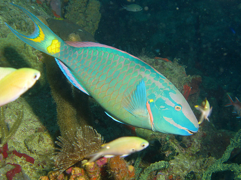 Réserve Cousteau