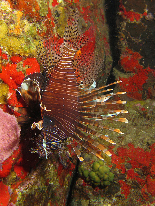 Réserve Cousteau