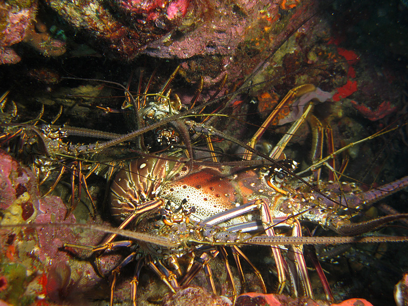 Guadeloupe - Langoustes royales