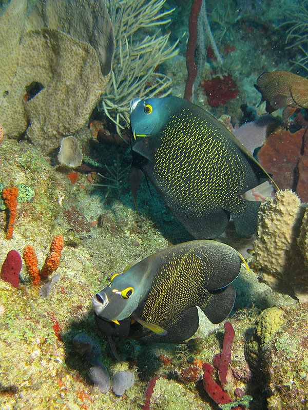 Réserve Cousteau