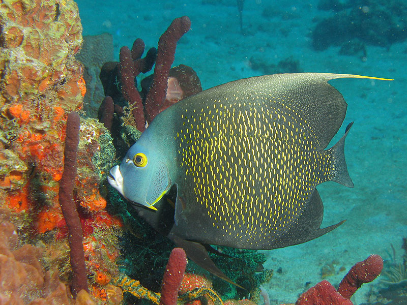 Réserve Cousteau