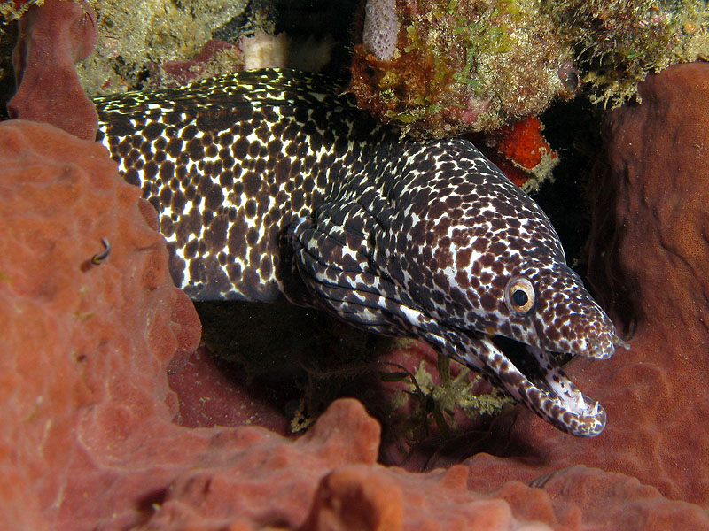 Réserve Cousteau