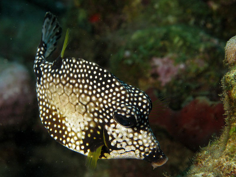 Réserve Cousteau