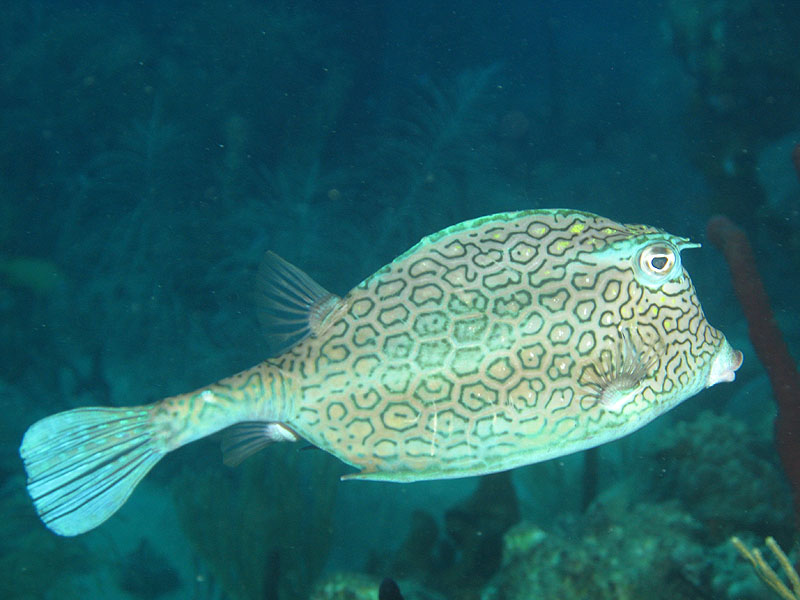 Réserve Cousteau