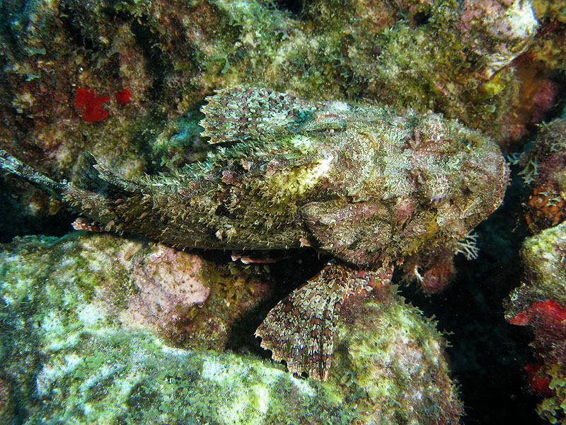 Réserve Cousteau