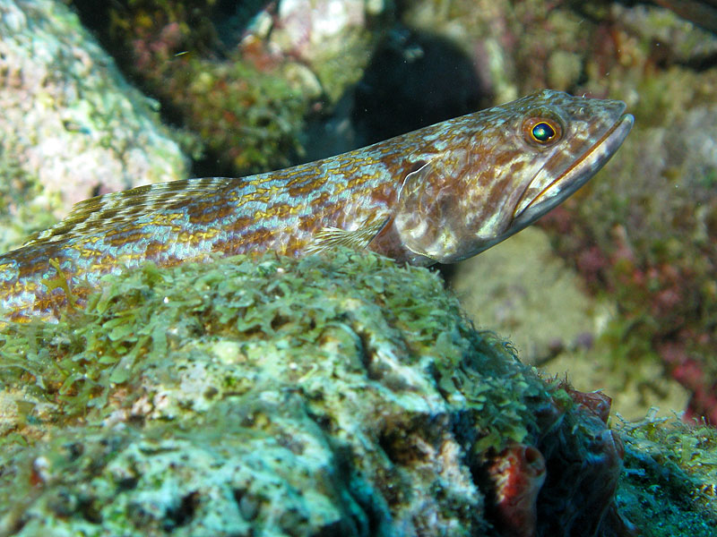 Réserve Cousteau
