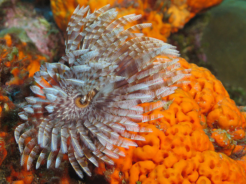 Réserve Cousteau