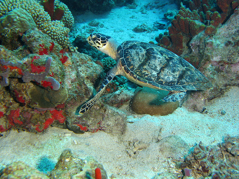 Réserve Cousteau