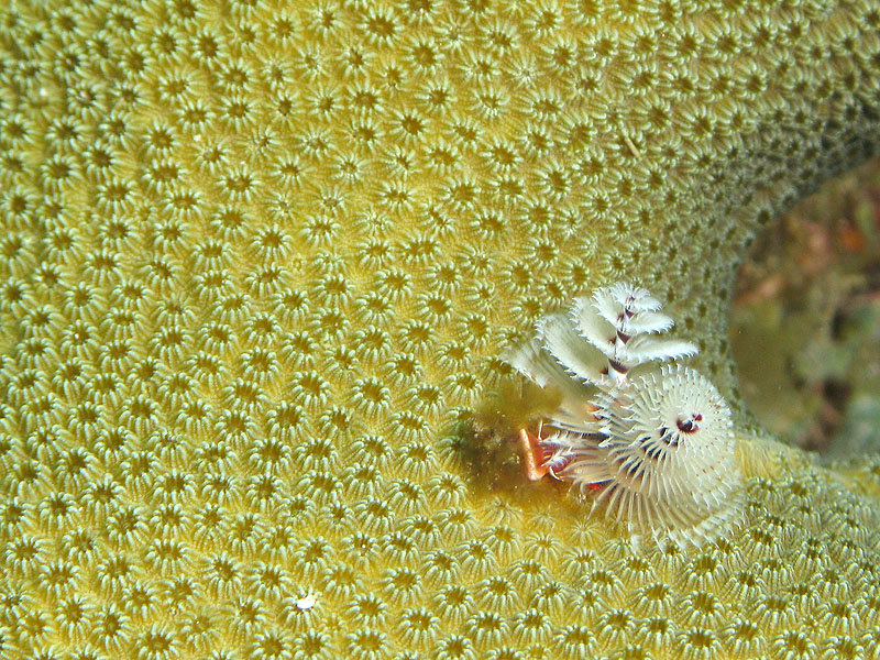 Réserve Cousteau