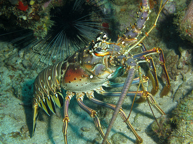 Réserve Cousteau
