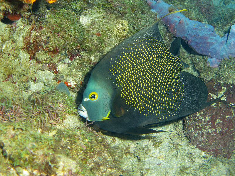 Réserve Cousteau