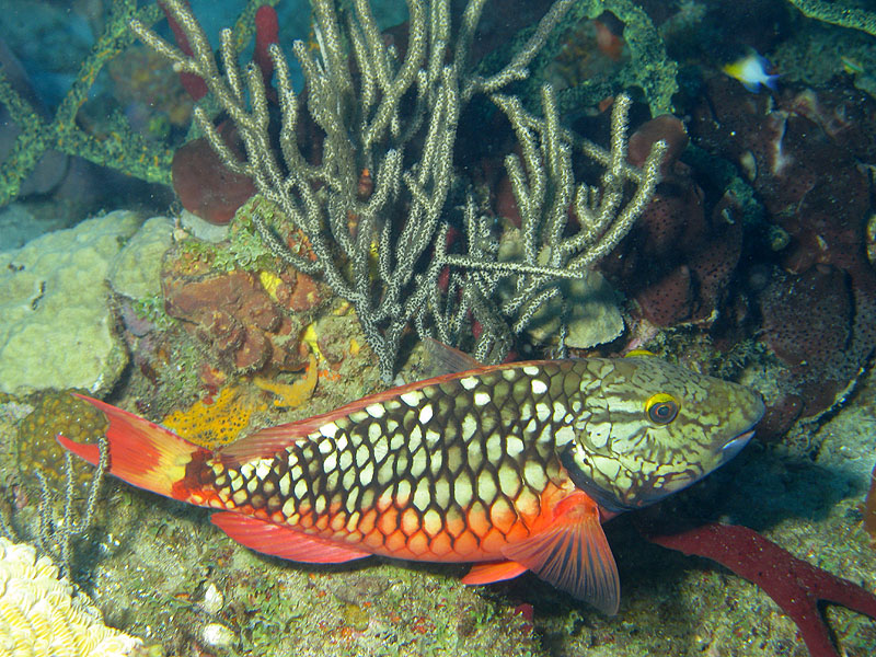 Réserve Cousteau