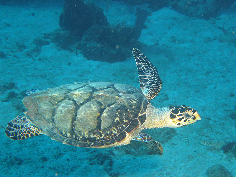 Réserve Cousteau