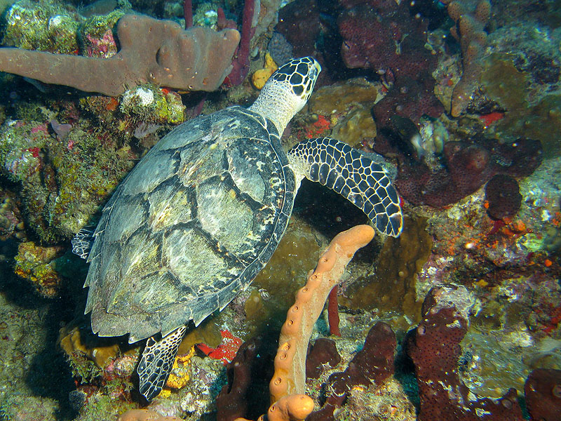 Réserve Cousteau