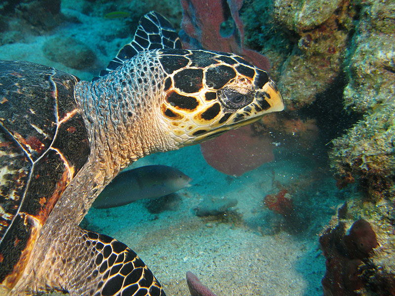 Réserve Cousteau