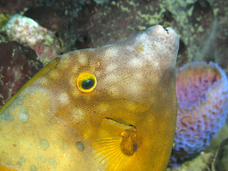Guadeloupe - Poisson bourse cabri