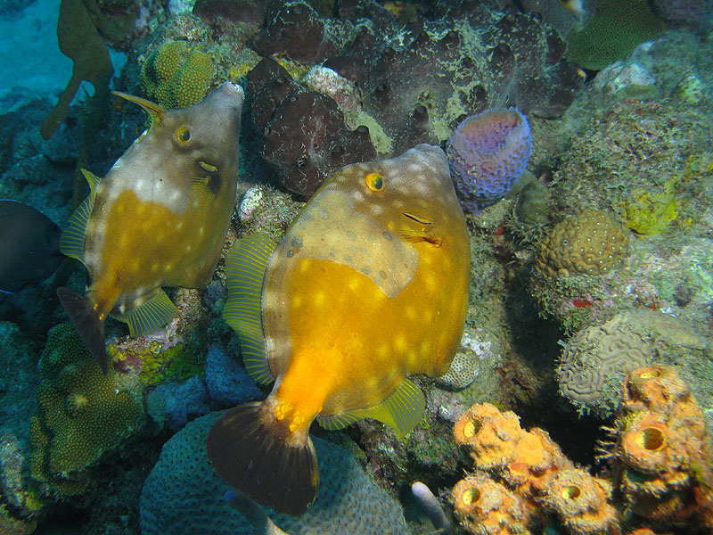 Réserve Cousteau