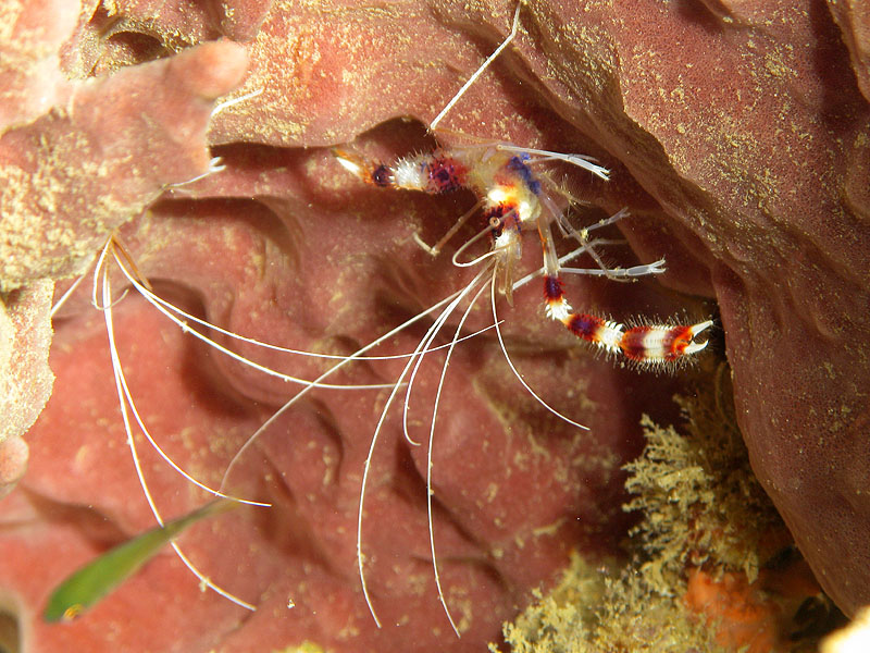 Réserve Cousteau