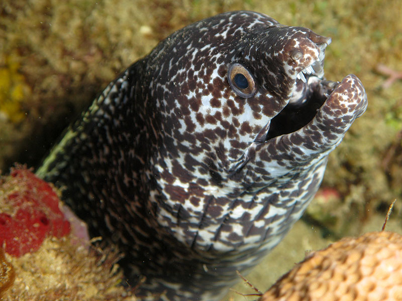 Réserve Cousteau