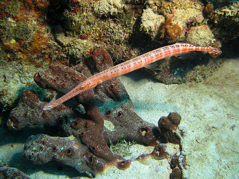Réserve Cousteau