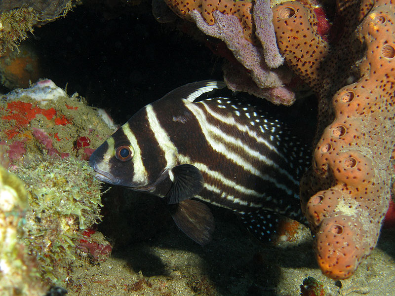 Réserve Cousteau