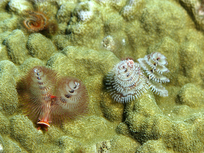 Réserve Cousteau