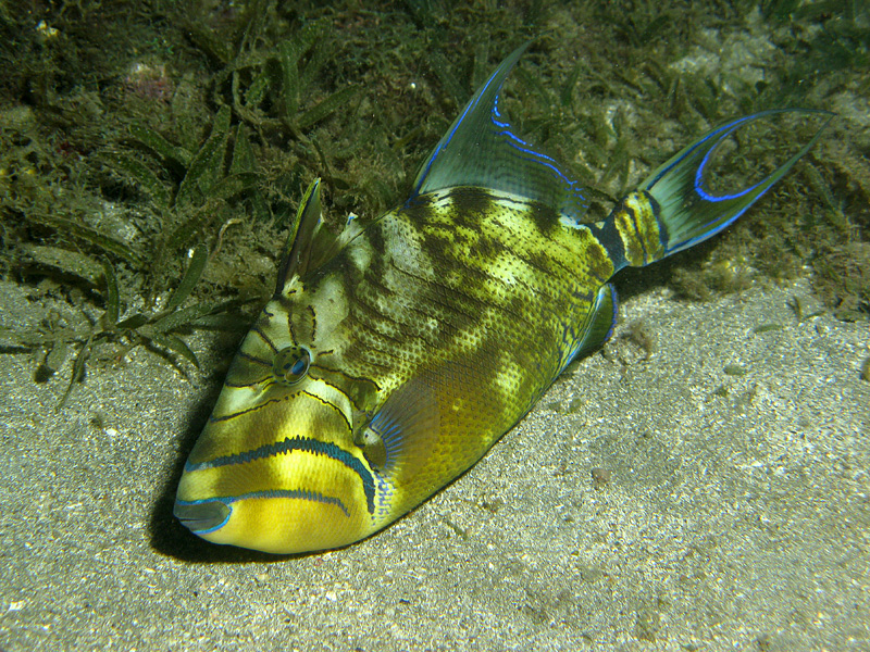 Guadeloupe - Poisson baliste royal