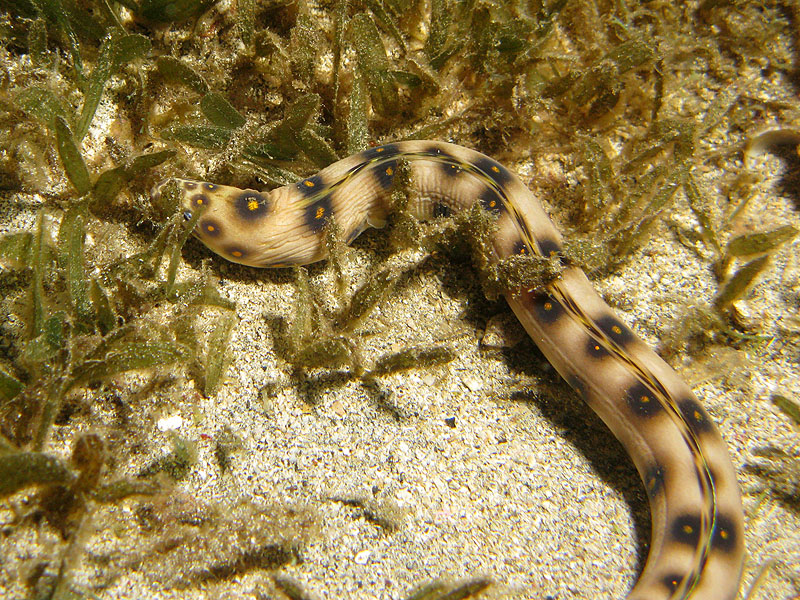 Réserve Cousteau