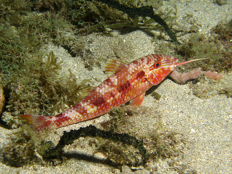 Réserve Cousteau