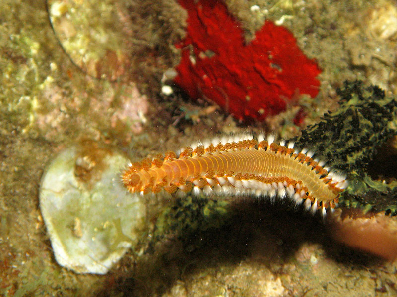 Réserve Cousteau