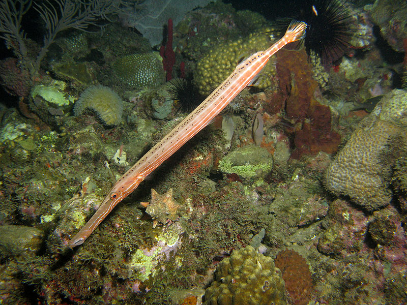 Réserve Cousteau