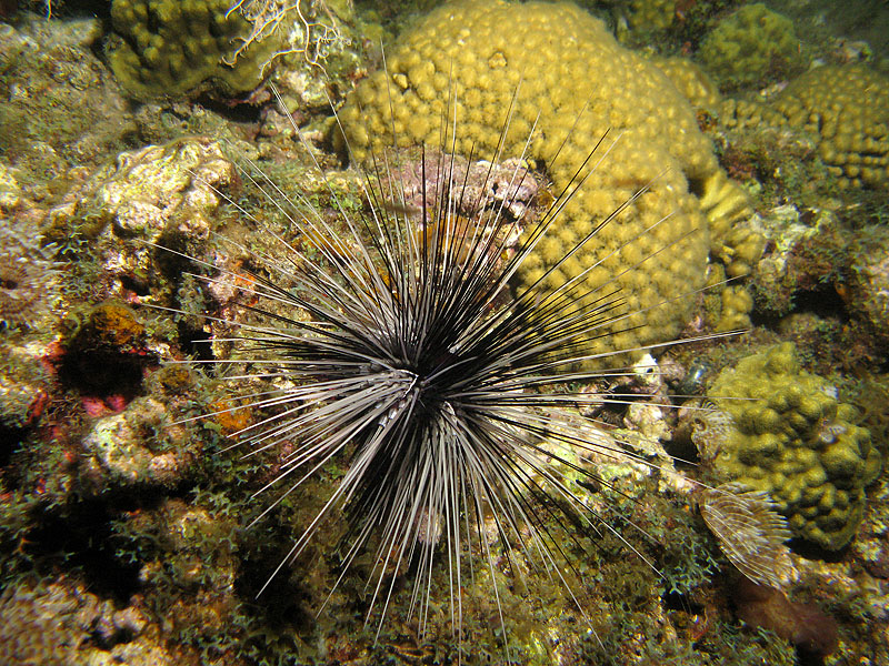 Réserve Cousteau