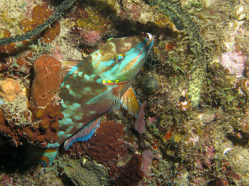 Réserve Cousteau
