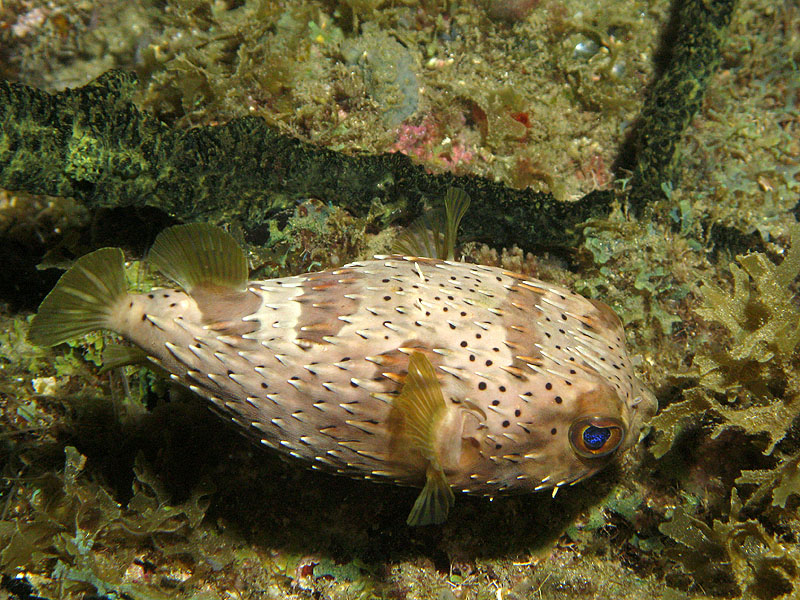 Réserve Cousteau