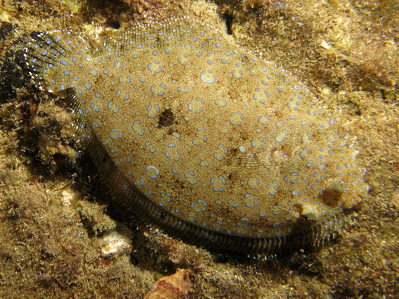 Réserve Cousteau