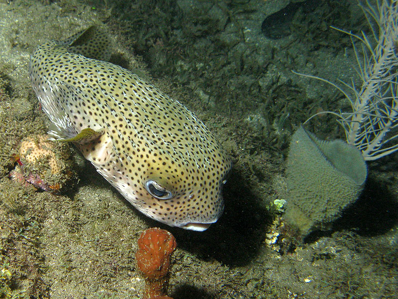Réserve Cousteau