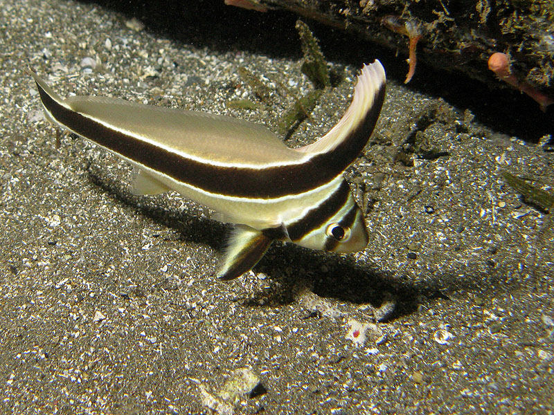 Réserve Cousteau