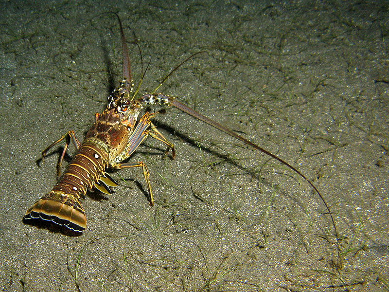 Réserve Cousteau