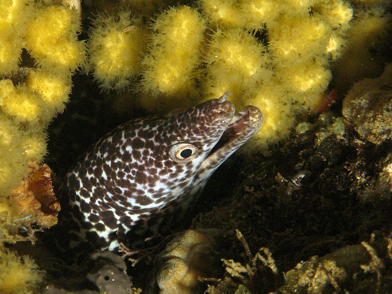 Réserve Cousteau