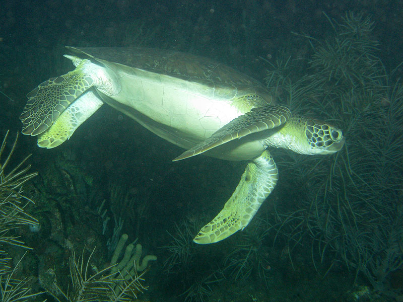 Réserve Cousteau