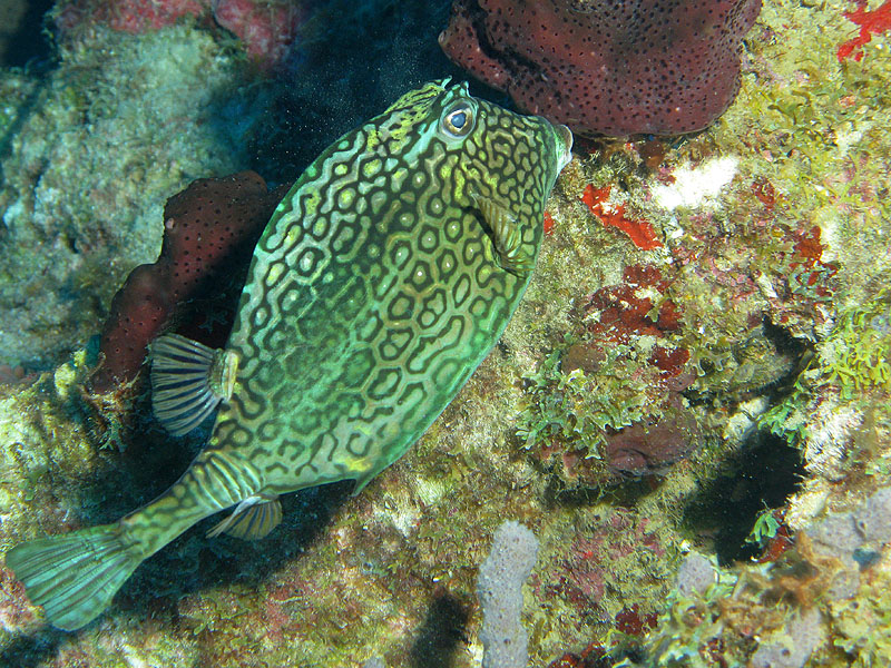 Réserve Cousteau