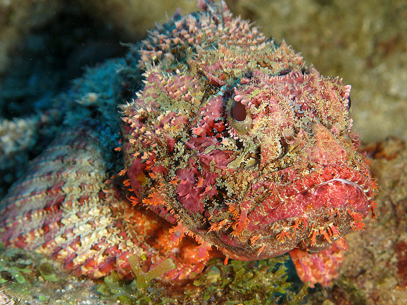 Réserve Cousteau