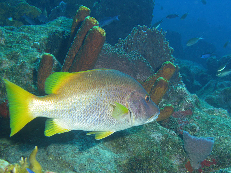 Réserve Cousteau