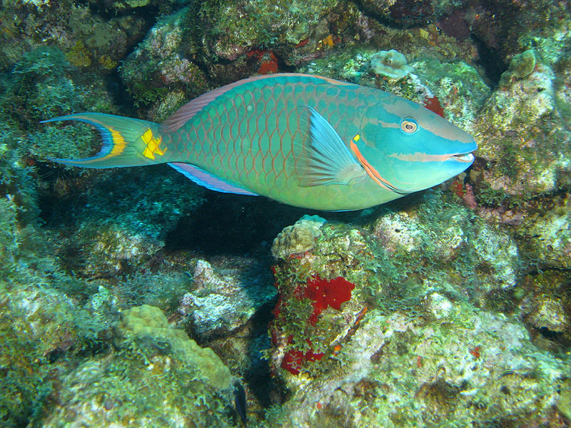Réserve Cousteau