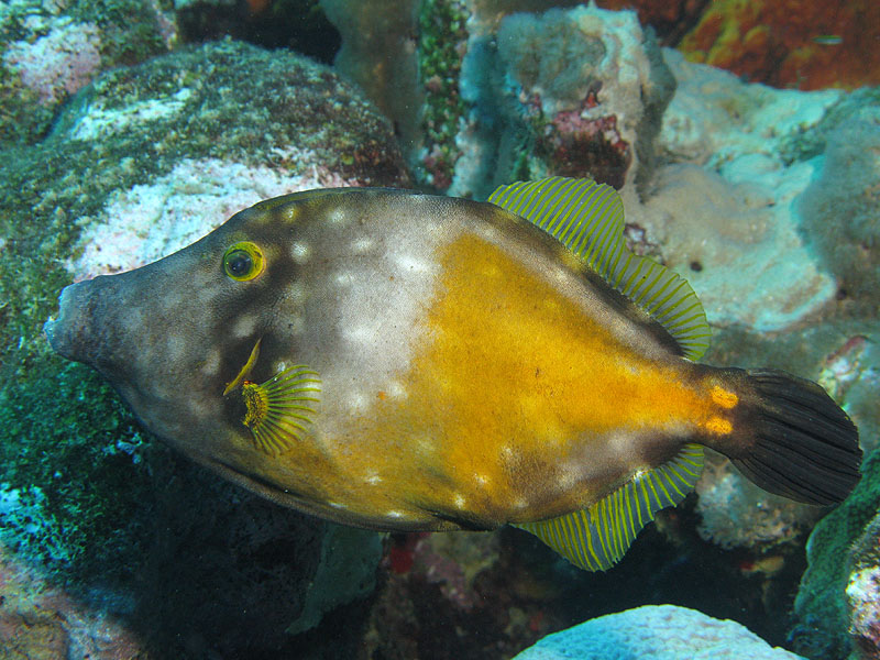 Réserve Cousteau