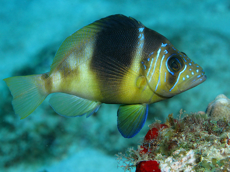 Réserve Cousteau