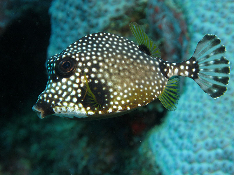 Réserve Cousteau
