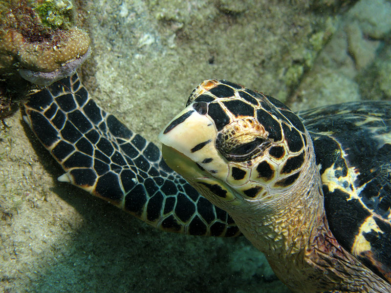Réserve Cousteau